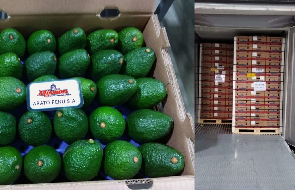 Box of Avocados / stack of avocados