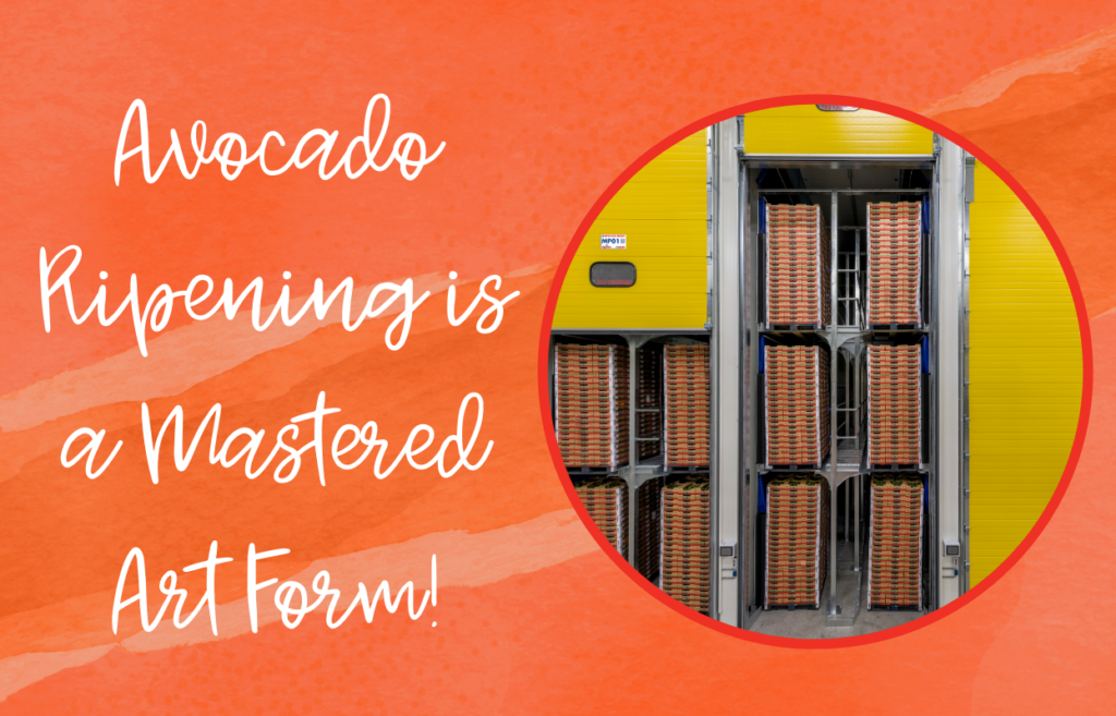 Avocado Ripening is a Mastered Art Form!