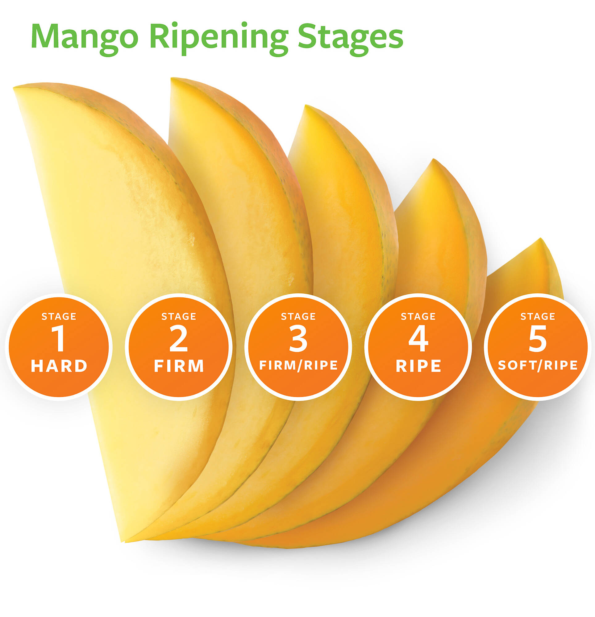 mango ripening stages