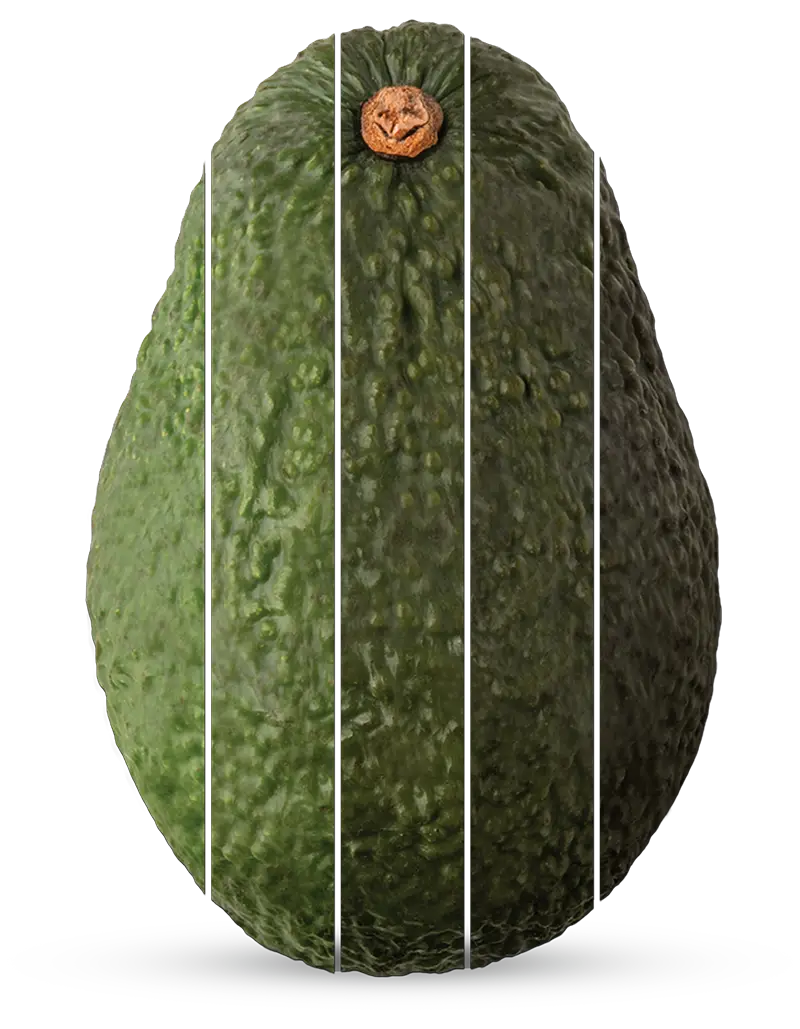 avocado full