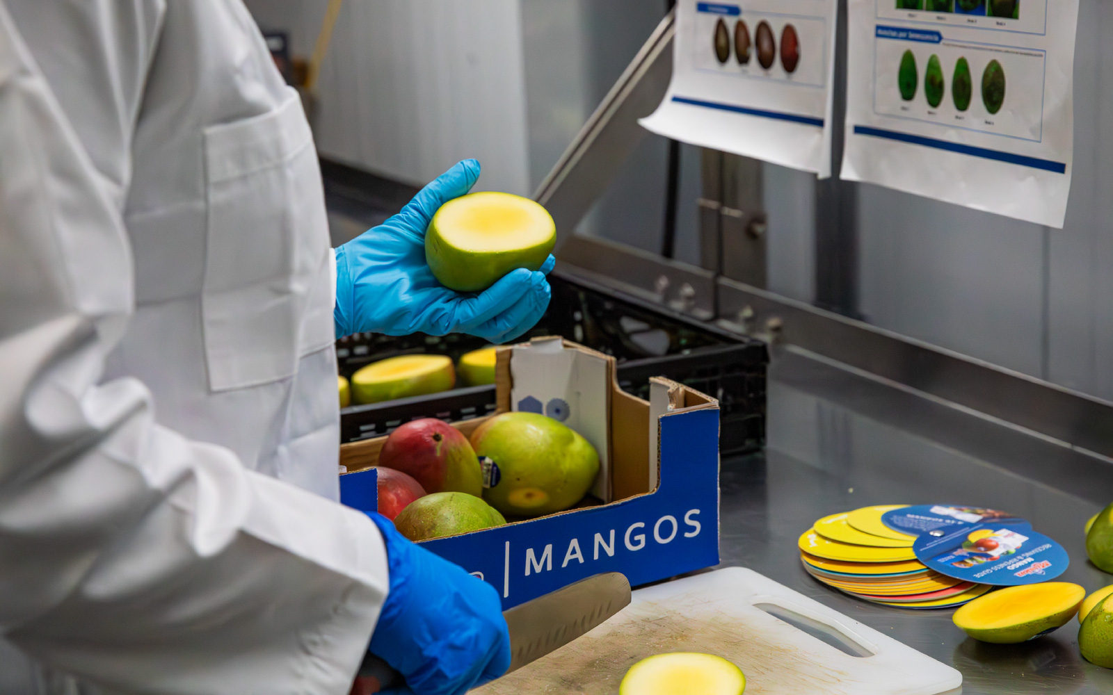 worker in a factory checking mangos