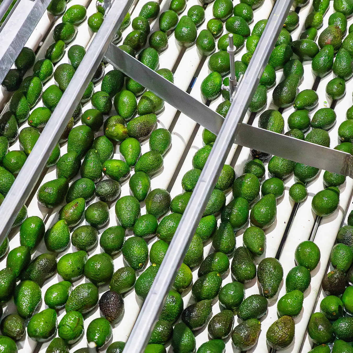 avocado sorting