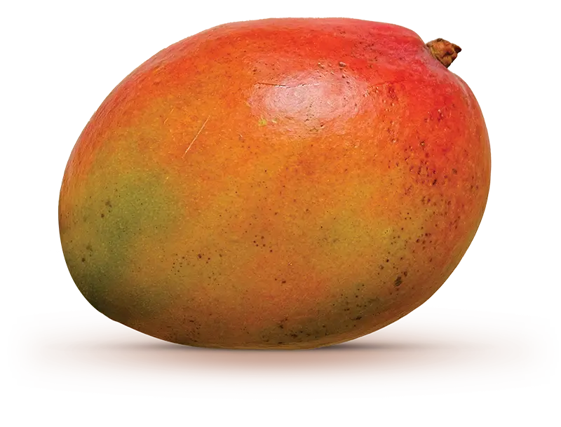 Haden mango