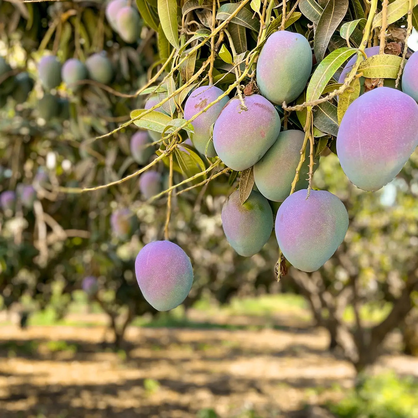 Mexico Mango Cluster in Tree