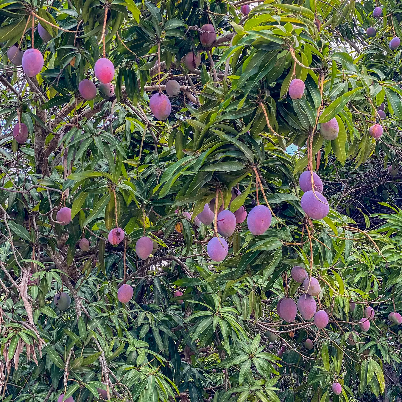 Mexico Round Mangos in Tree