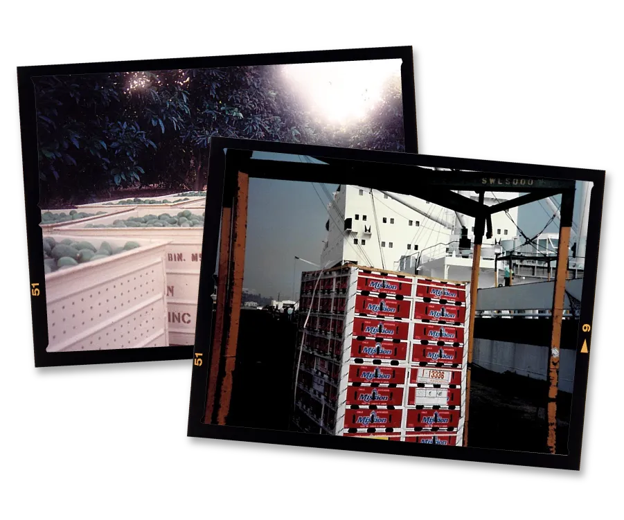 Two vintage photos of avocados in shipping containers