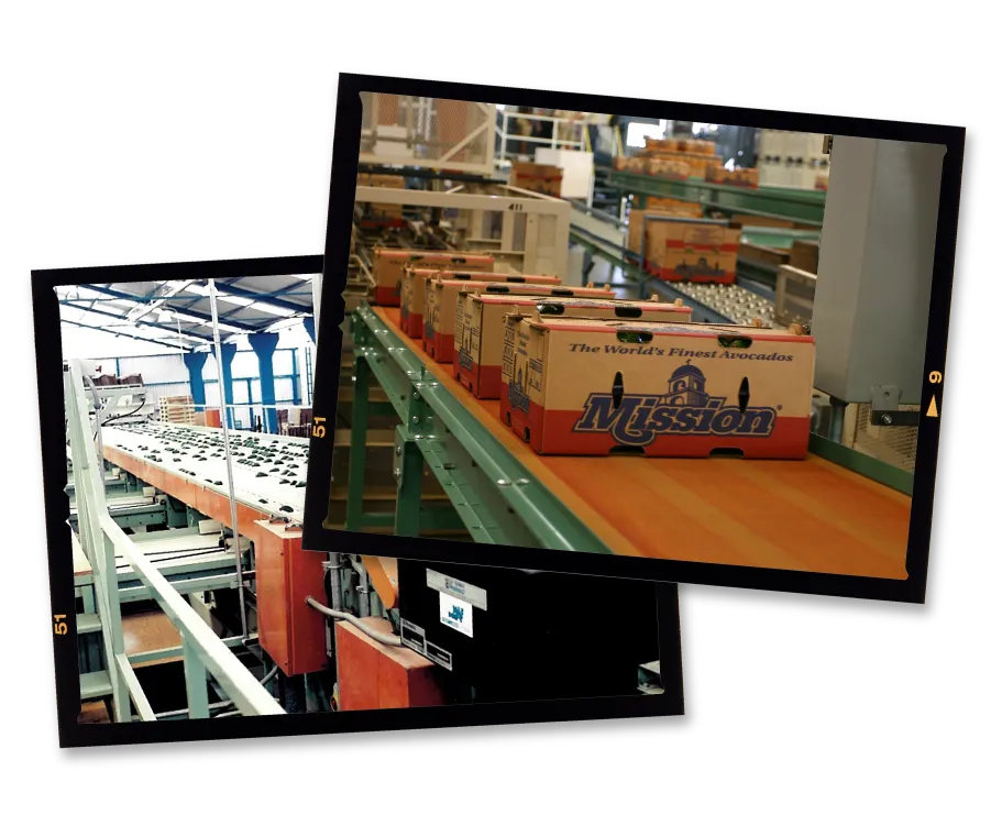 Vintage photo of avocados on a conveyor belt overlaid with another vintage photo of avocado boxes on a conveyor belt
