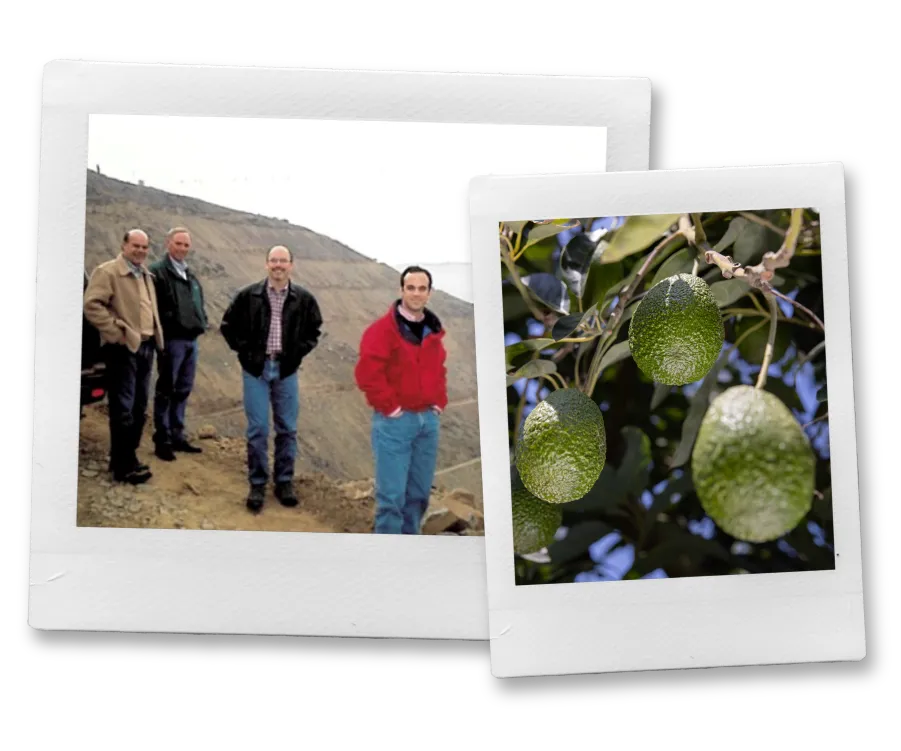 Vintage photo of 4 men looking at a Peruvian landscape overlaid by a vintage photo of avocados hanging from a tree