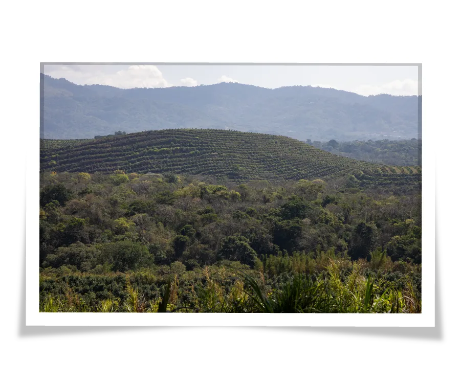 Photo of a Guatemalan Avocado orchard