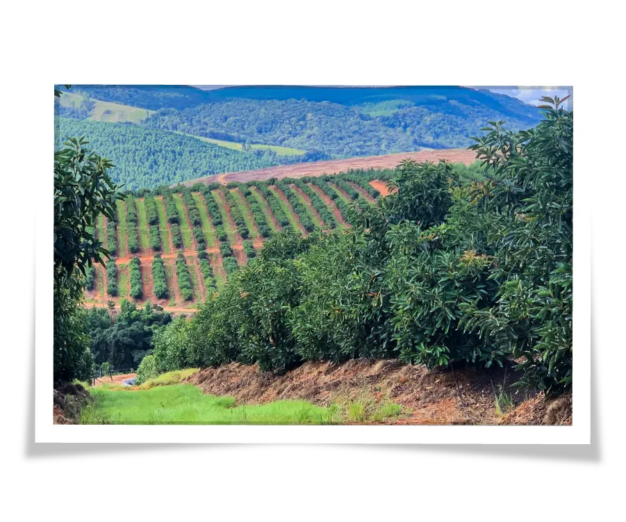 Photo of a South African Mission avocado orchard