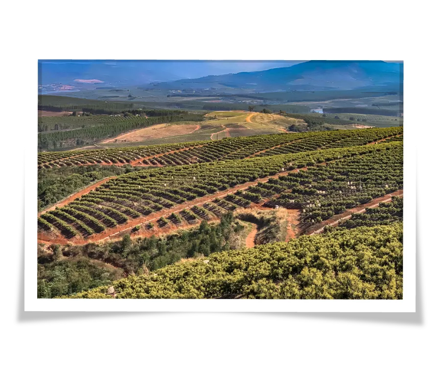 Aerial photo of an avocado orchard