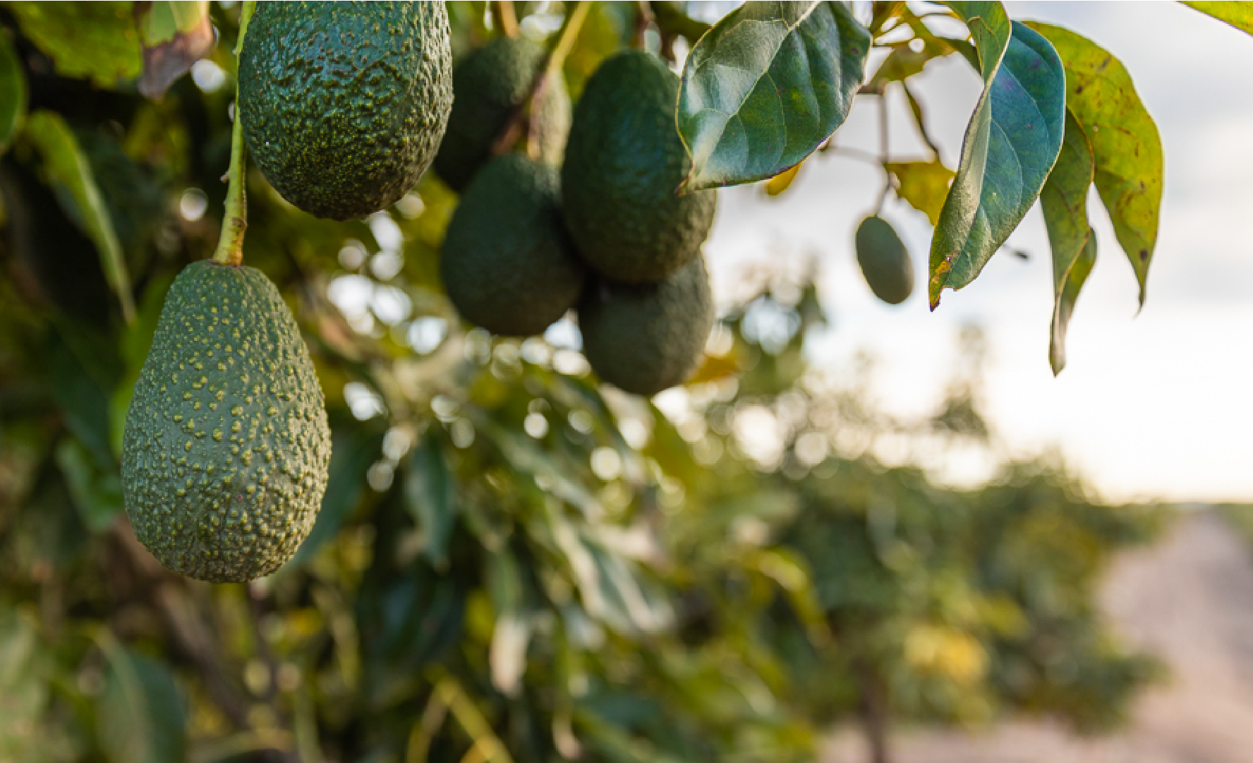 avocado trees