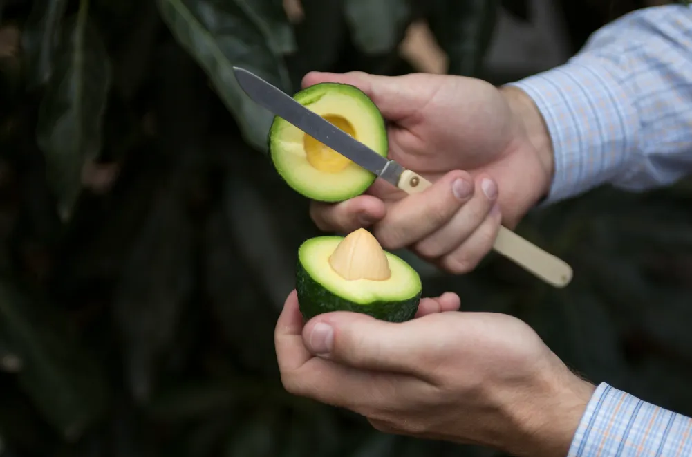 hands holding avocado cut in half