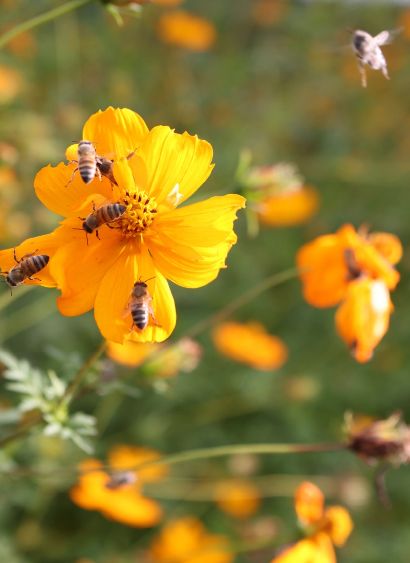 bees on flowers