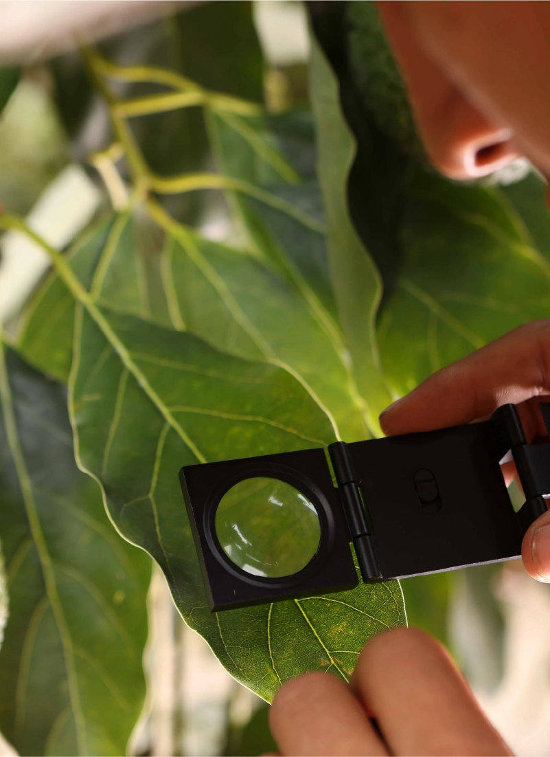 man looking through magnifying glass at plant leaf