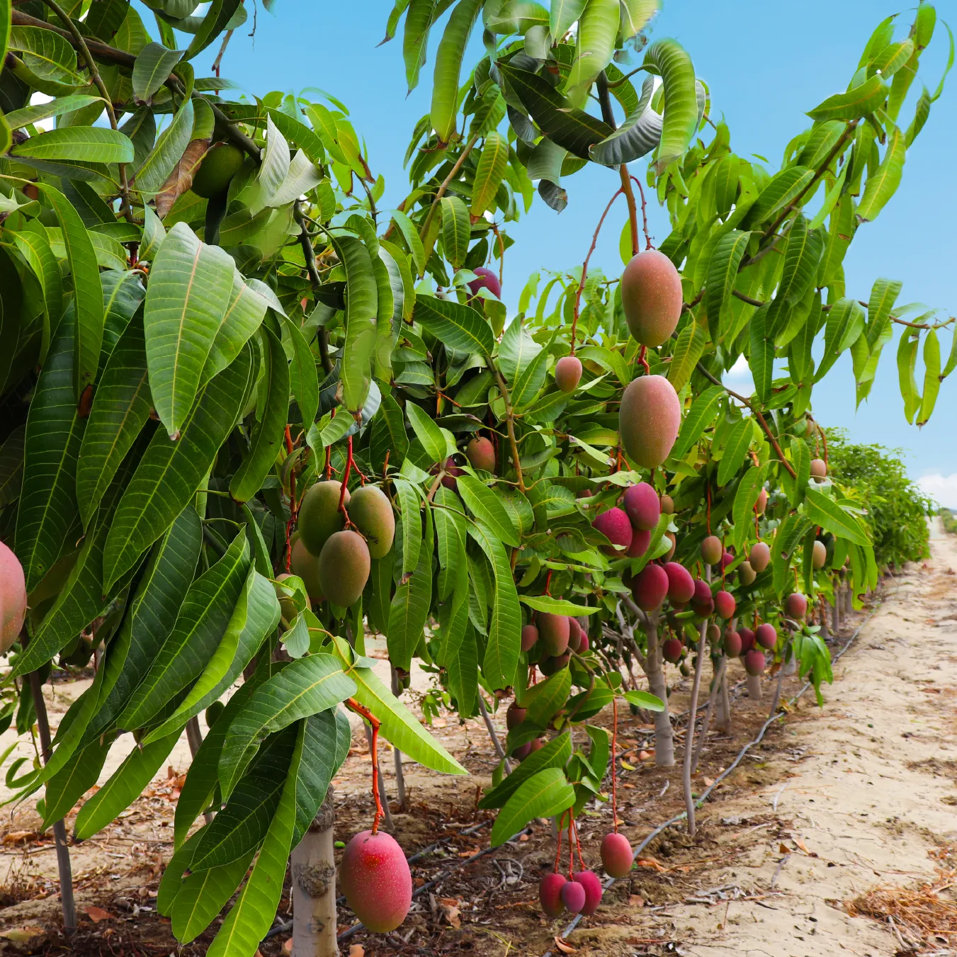 Mission mango field
