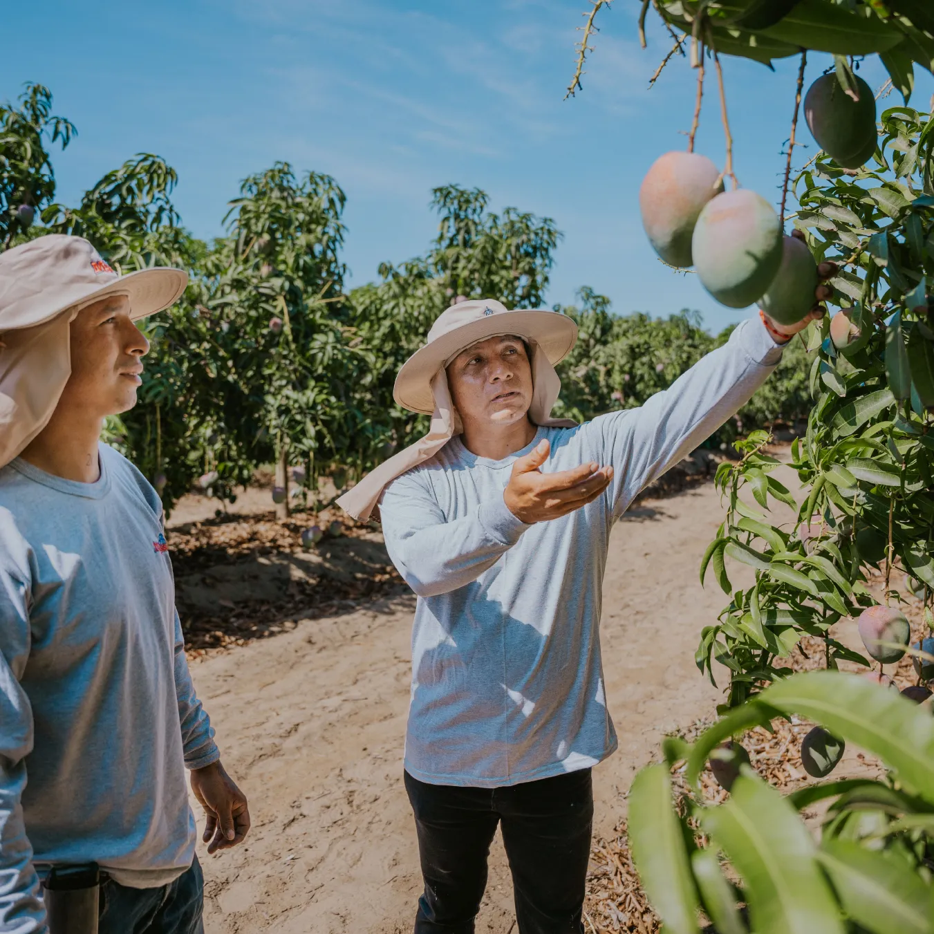 Mission employees picking mangos