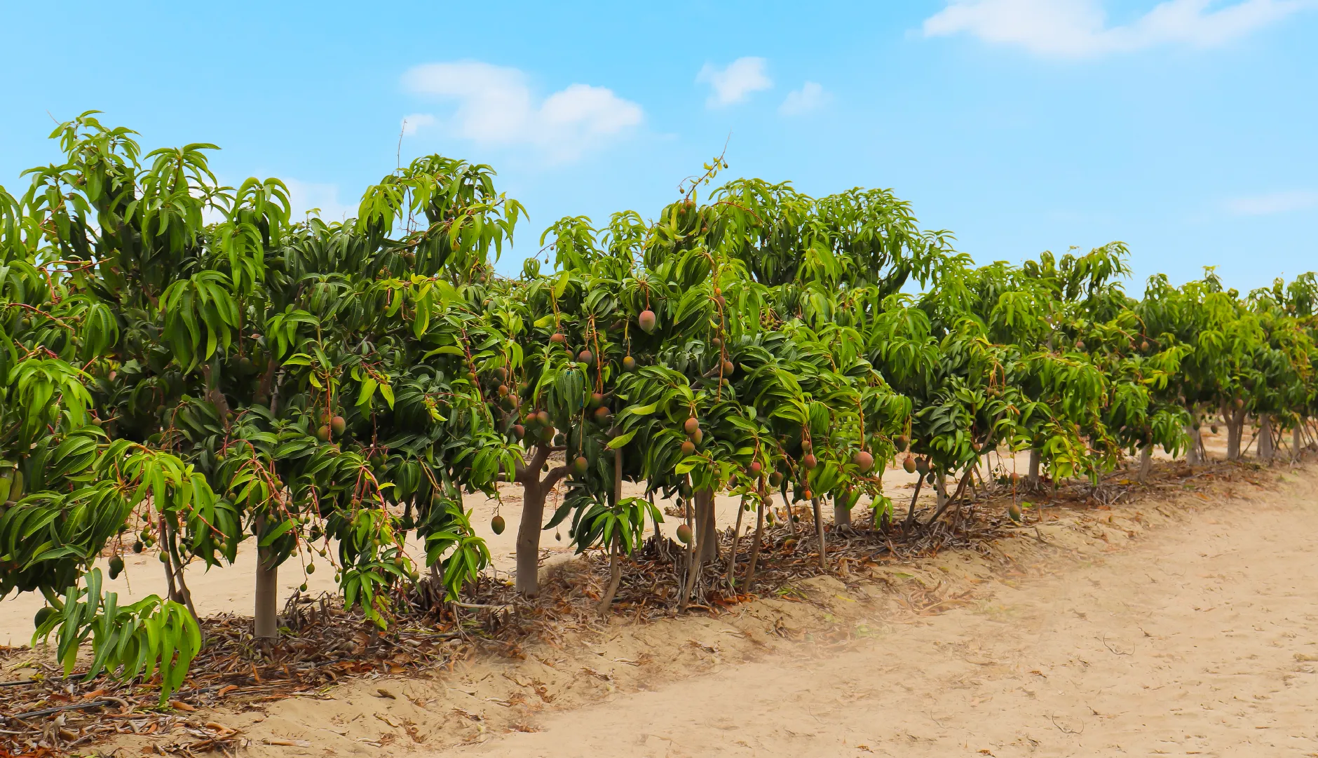 mango fields