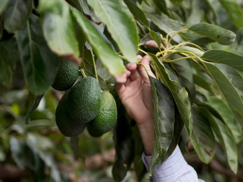 hand picking avocados