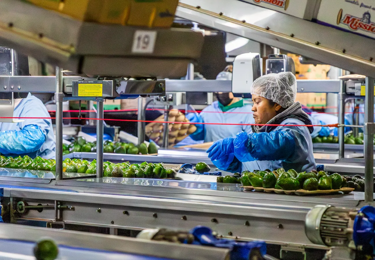 Mission Employee working with avocados in Mission Warehouse