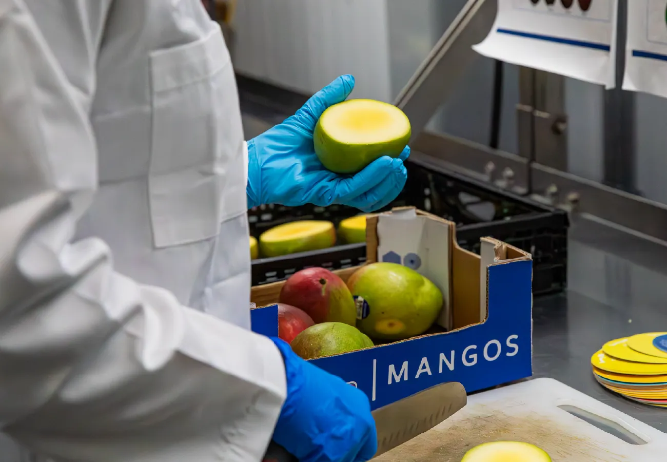 Mission employee holding a cut mango after slicing it