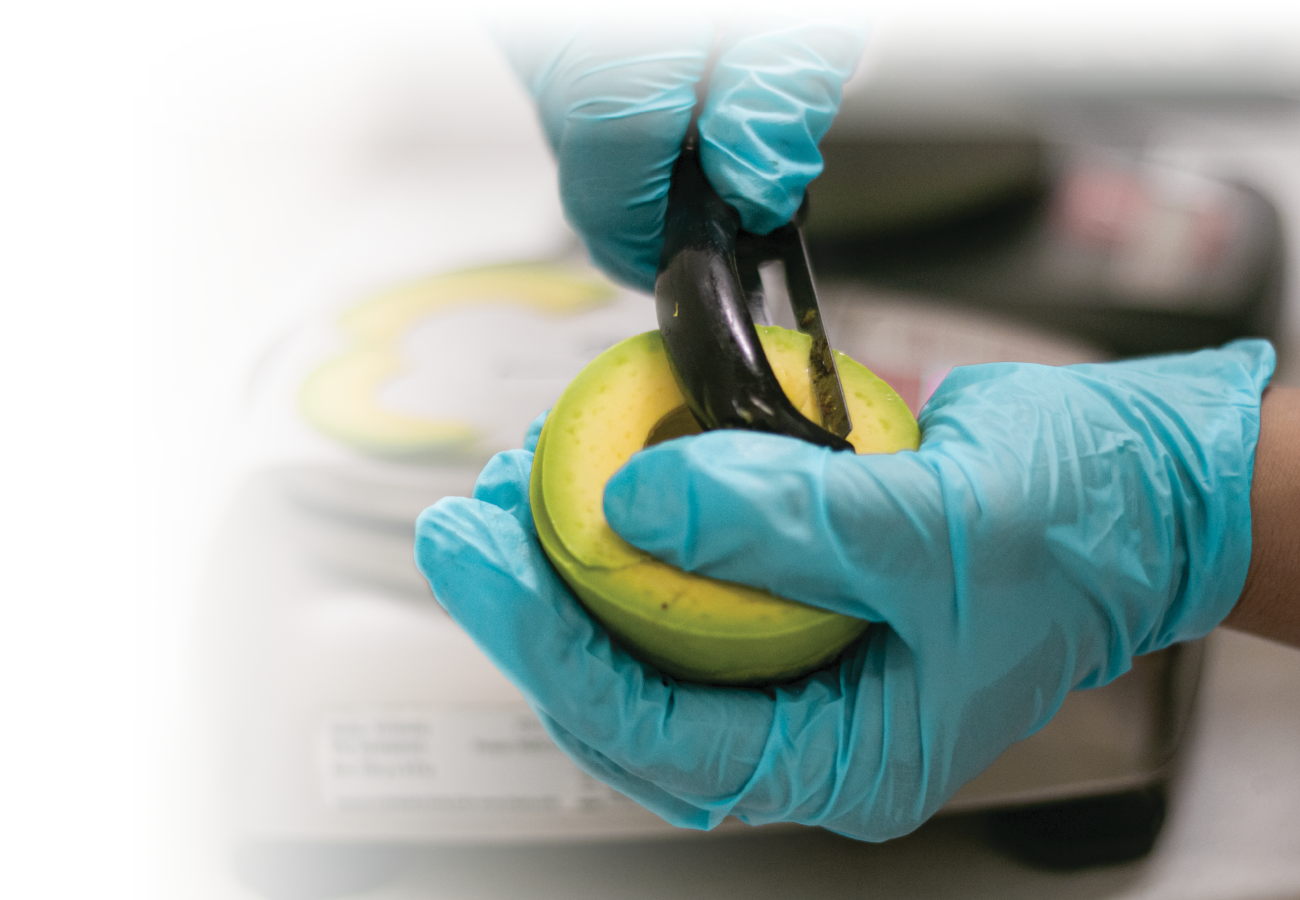 avocado dry test