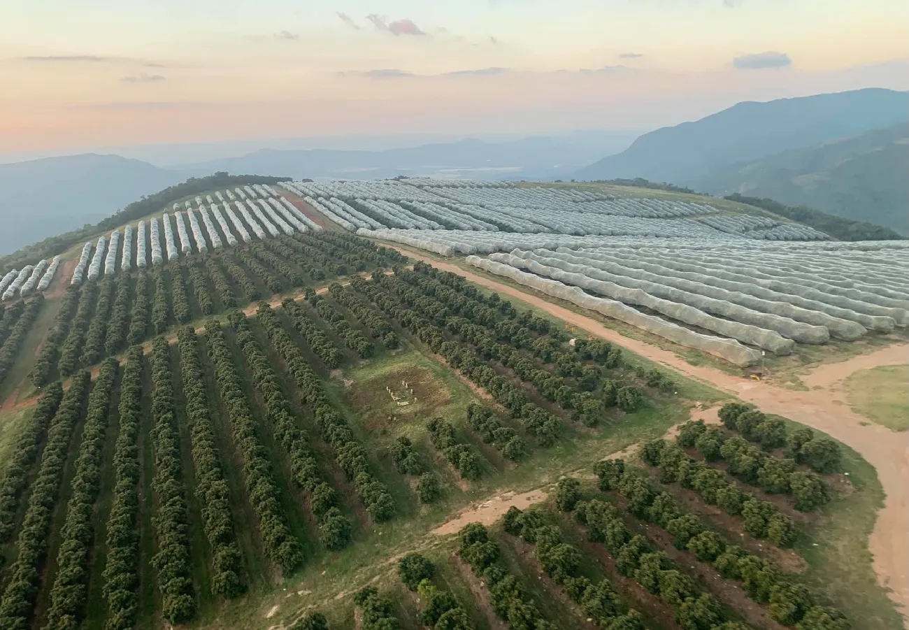 aerial view of field in South Africa