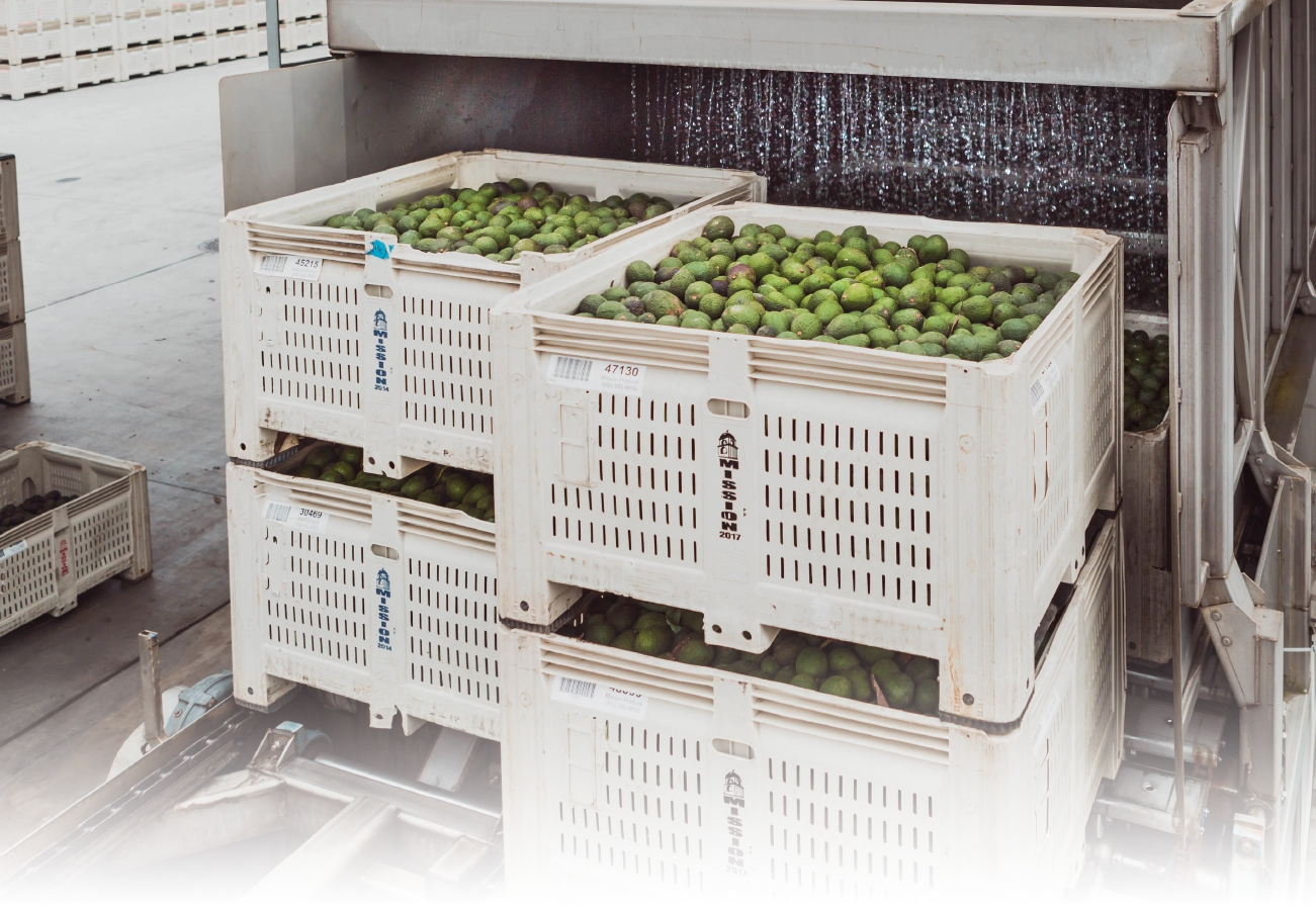 crates of avocados