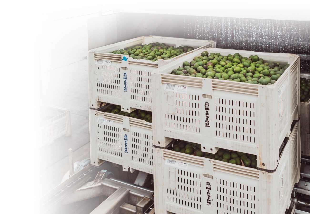 crates of avocados