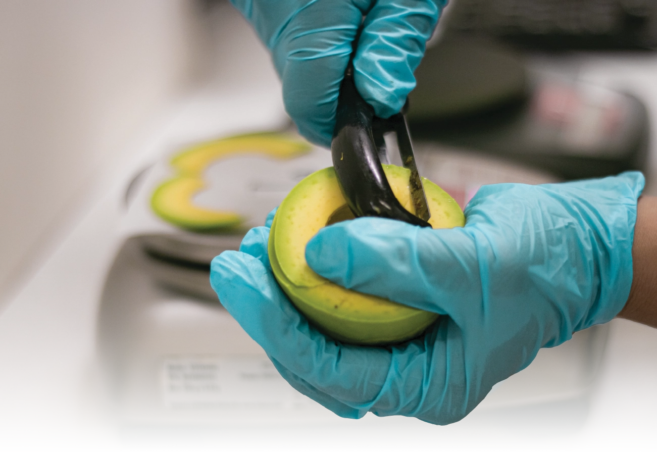 avocado dry test