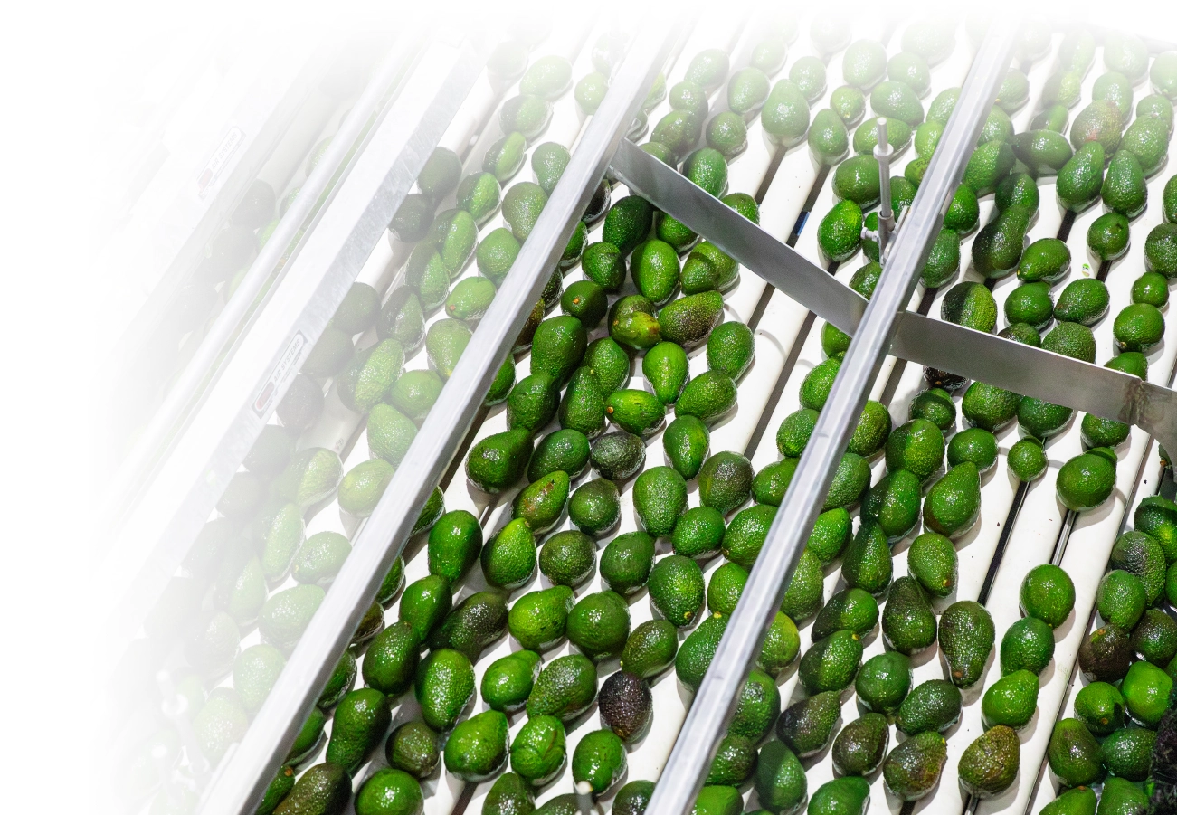 avocados being sorted