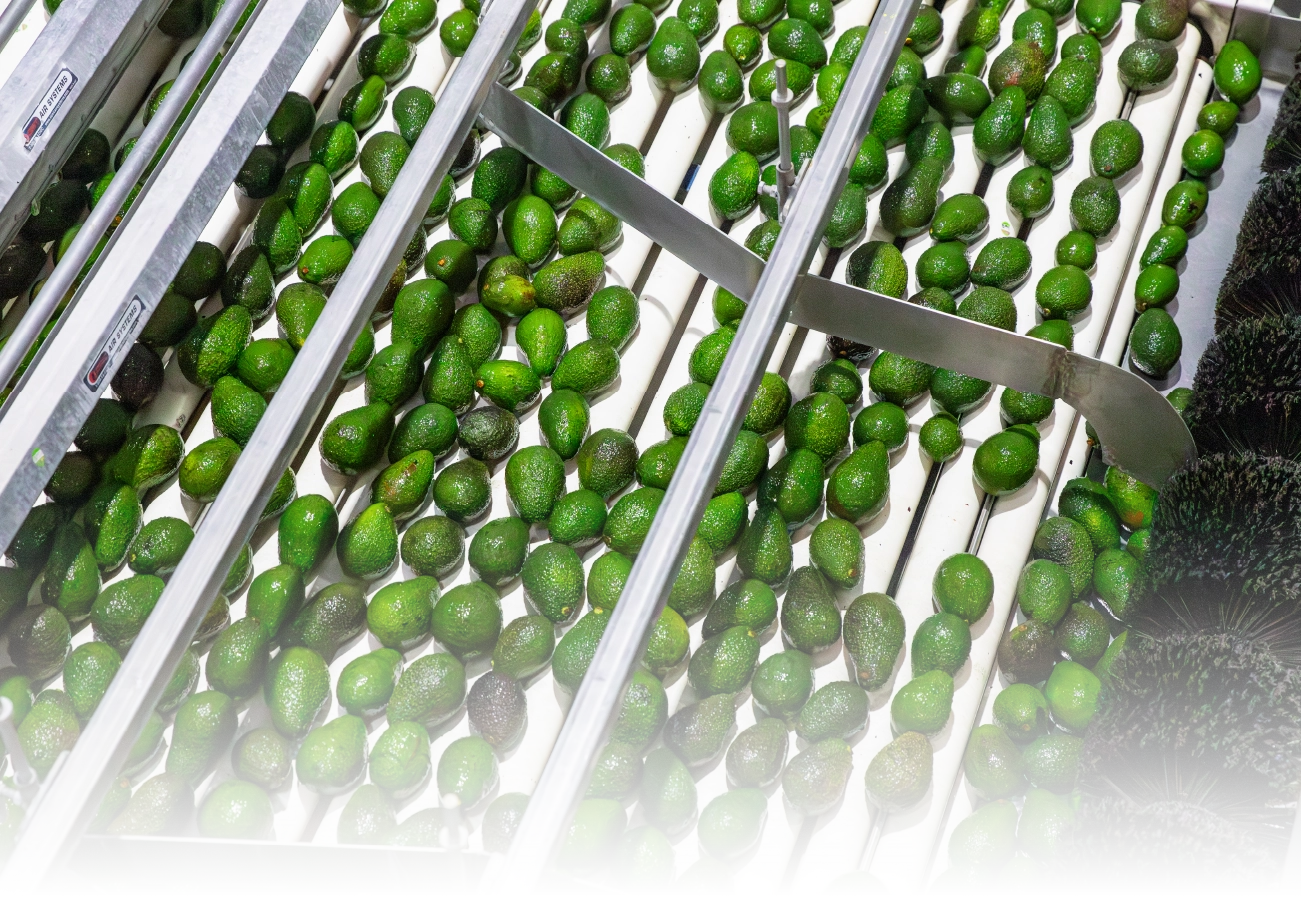 avocados being sorted