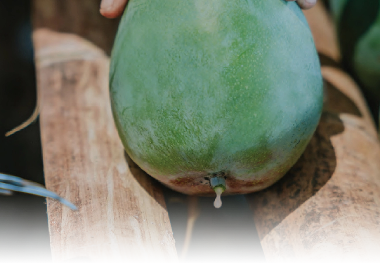 mango sap test