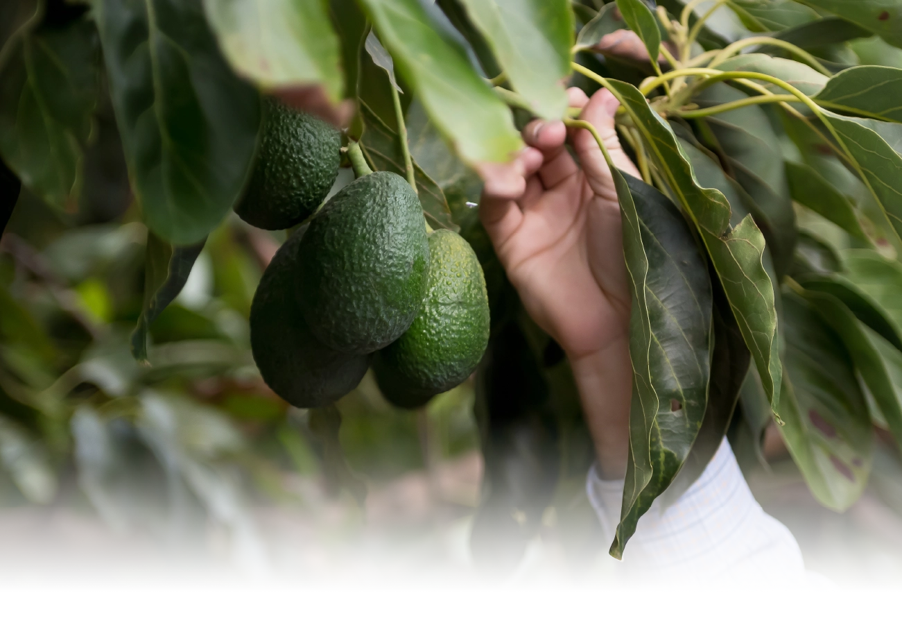 hand picking avocados